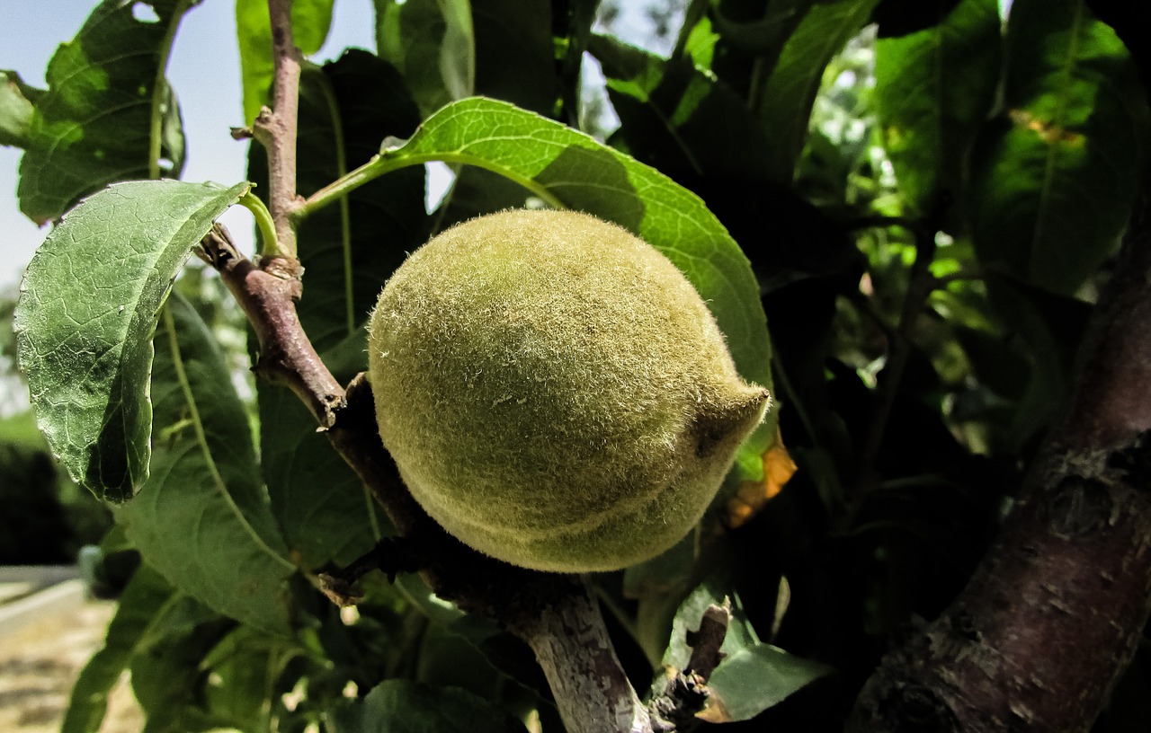 apricot fruit unripe free photo