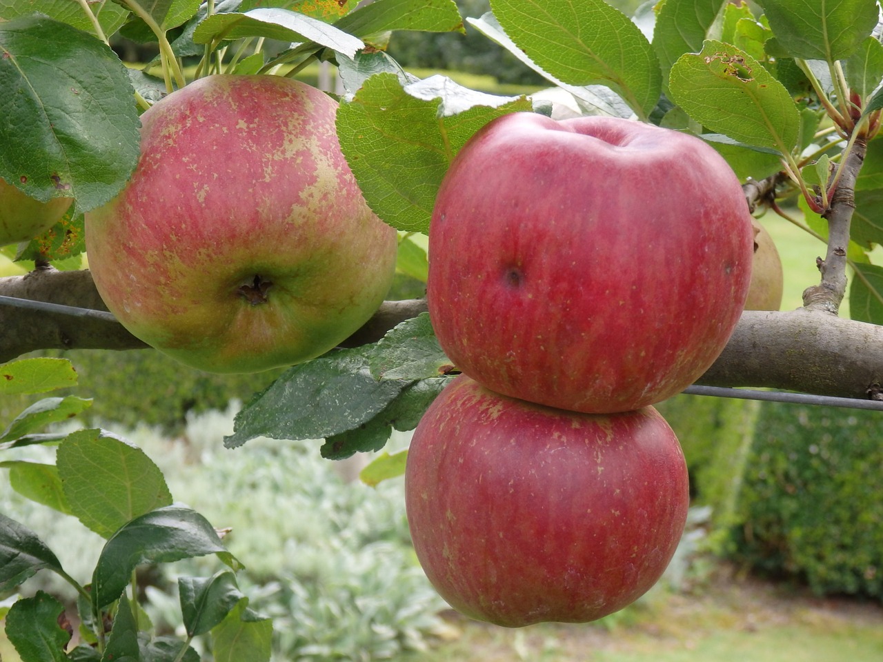 fruit apple red apple free photo