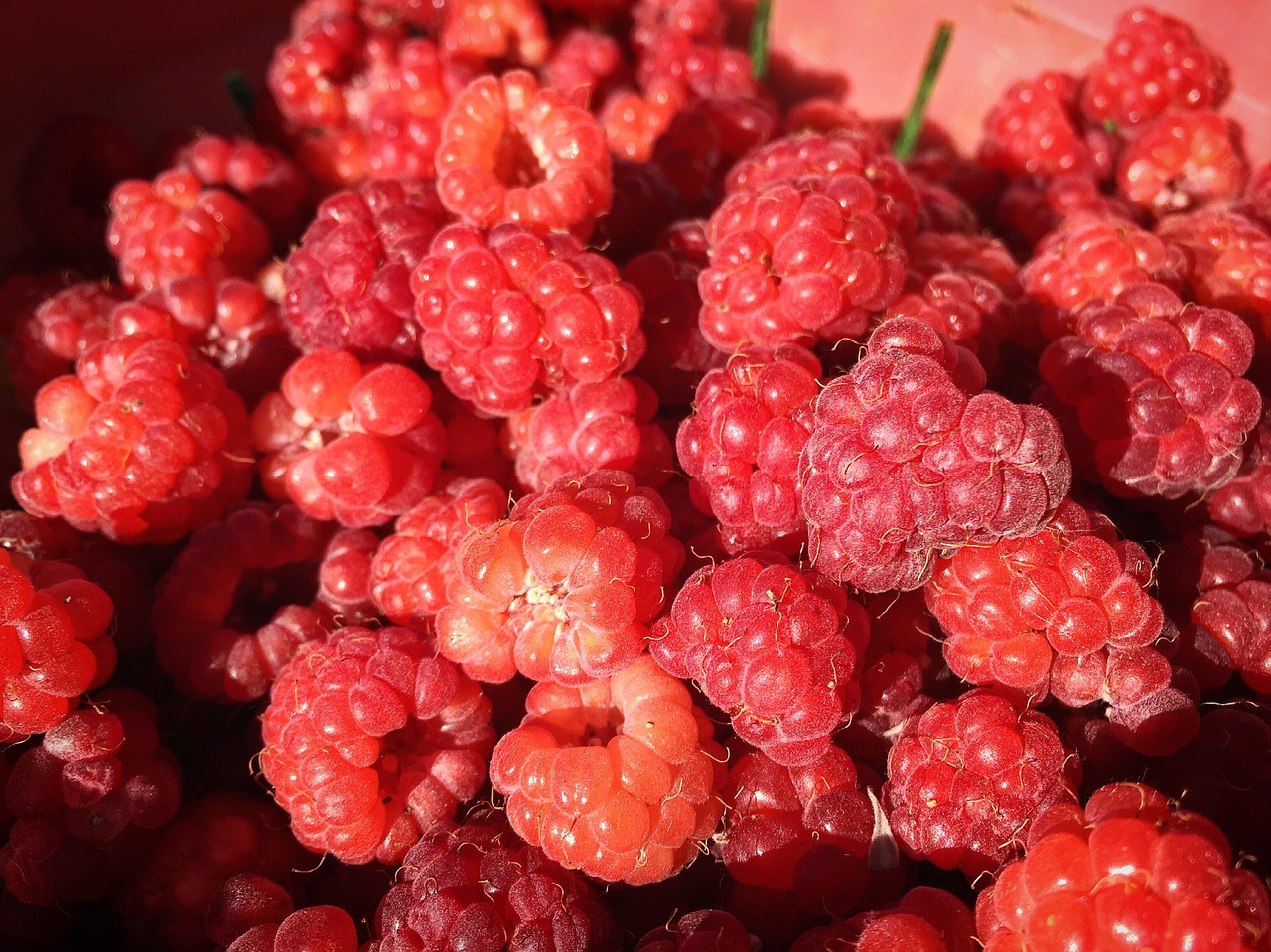 fruit raspberry summer free photo