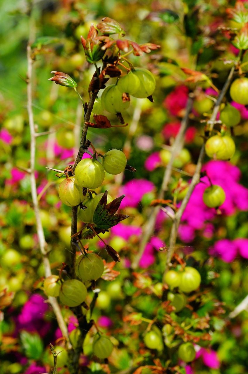 fruit prickly gooseberry free photo