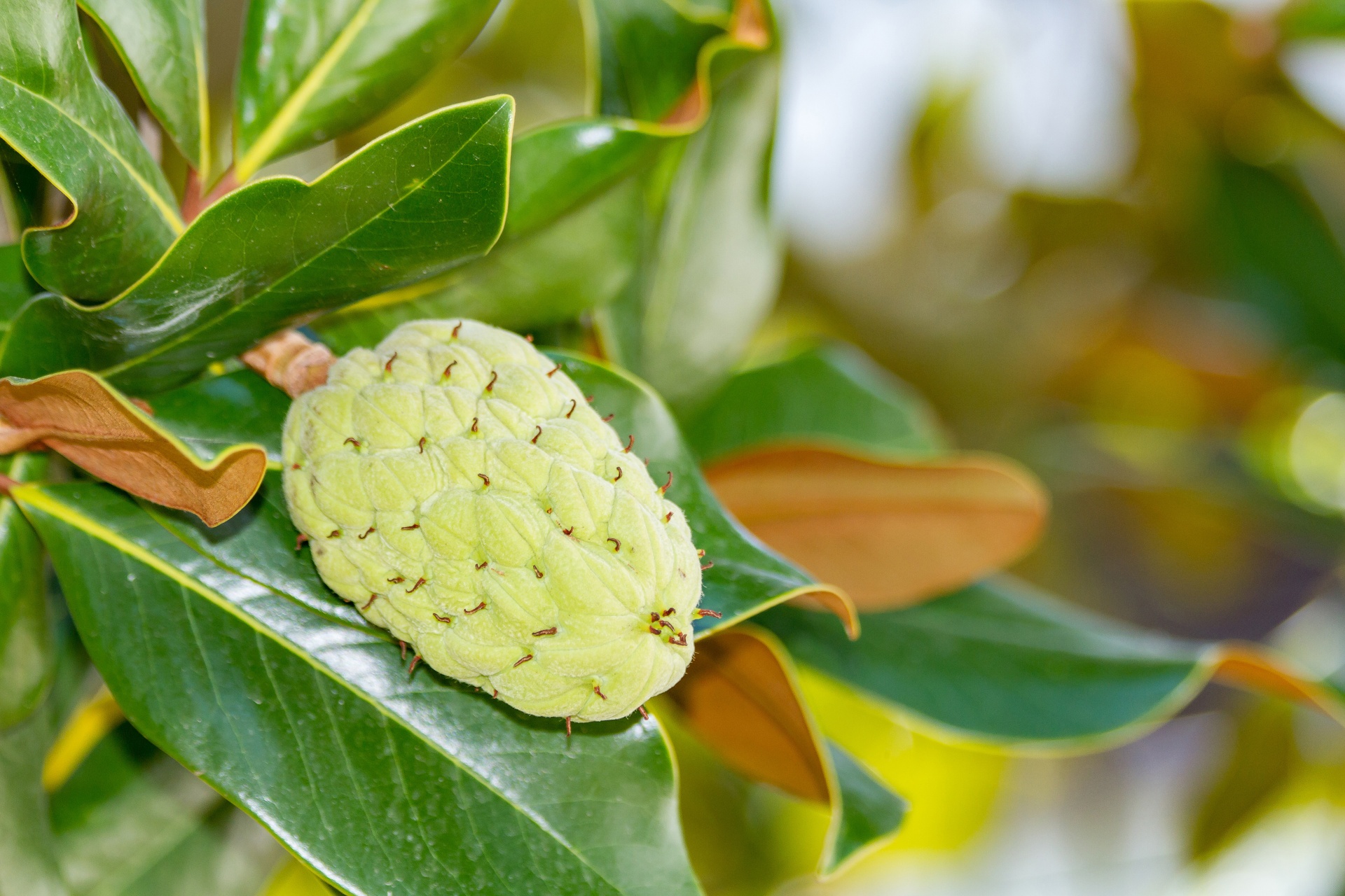 fruit fruits tree free photo