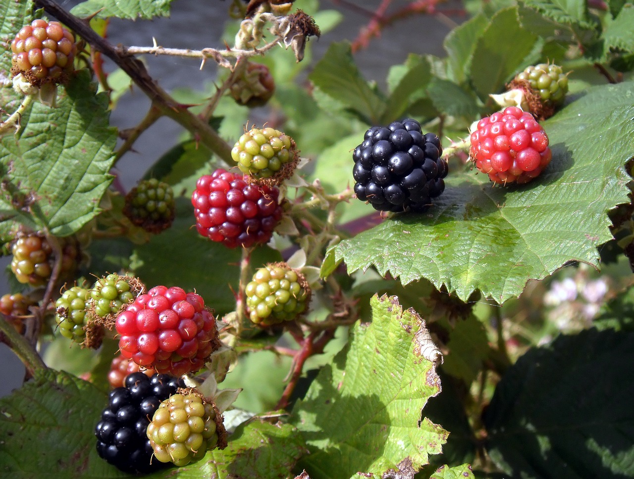 fruit blackberries brambles free photo