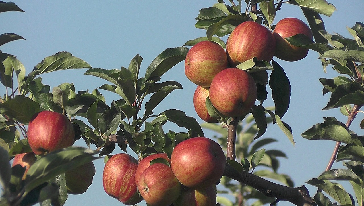 fruit apple orchard free photo