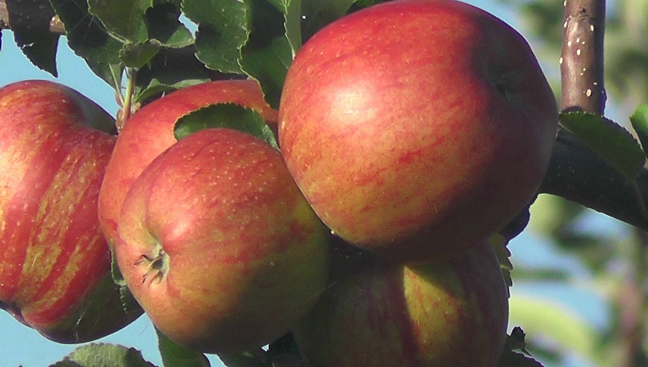 fruit apple vitamins free photo