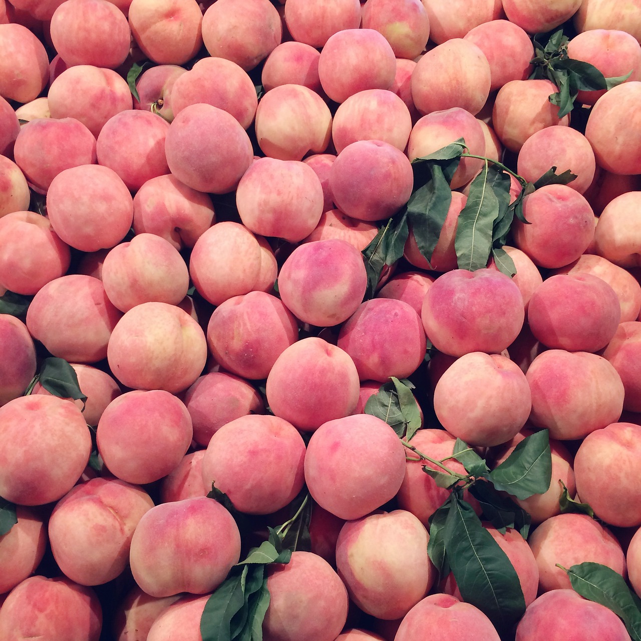 fruit peach pink free photo