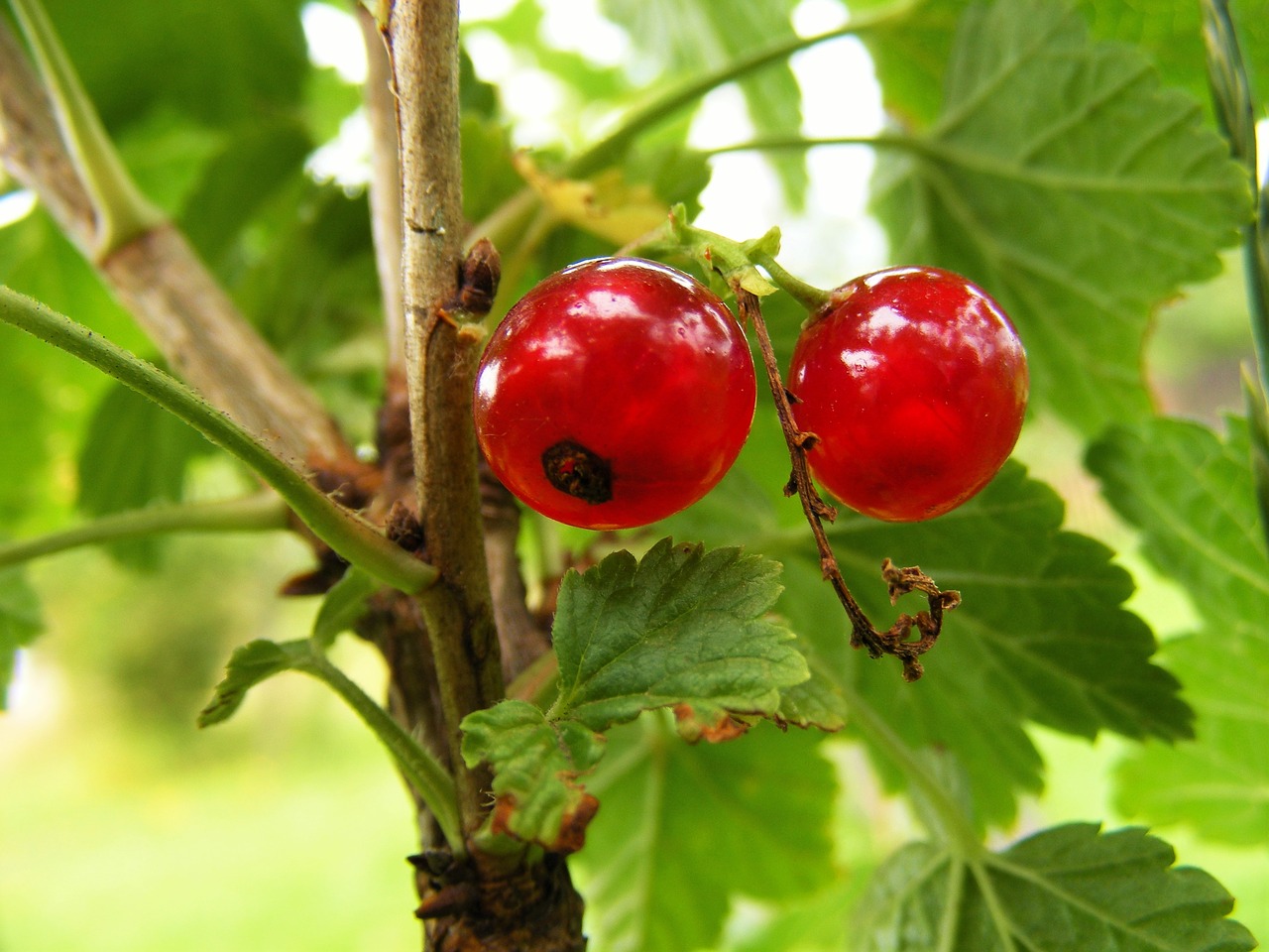 fruit currant garden free photo