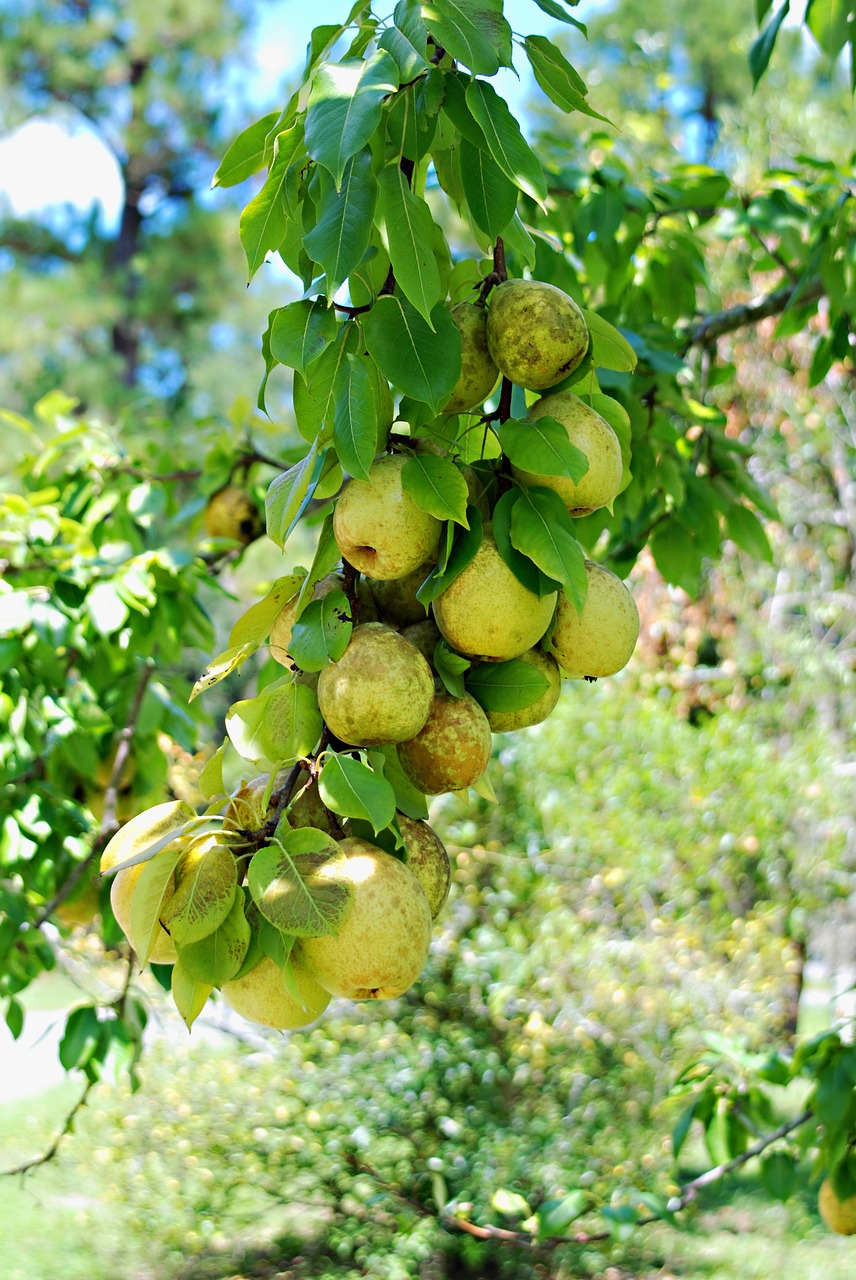 fruit pears freshness free photo