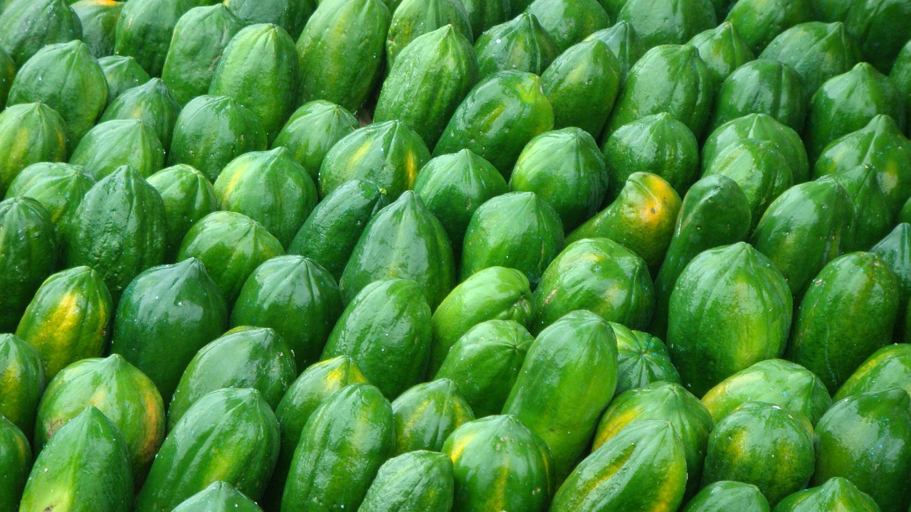 fruit papaya harvest free photo