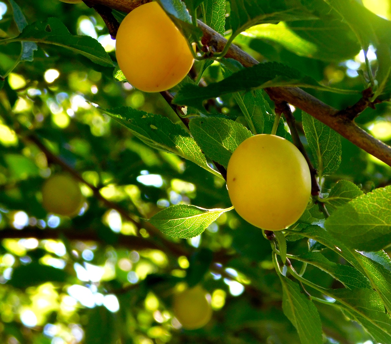 fruit fruits yellow plums free photo