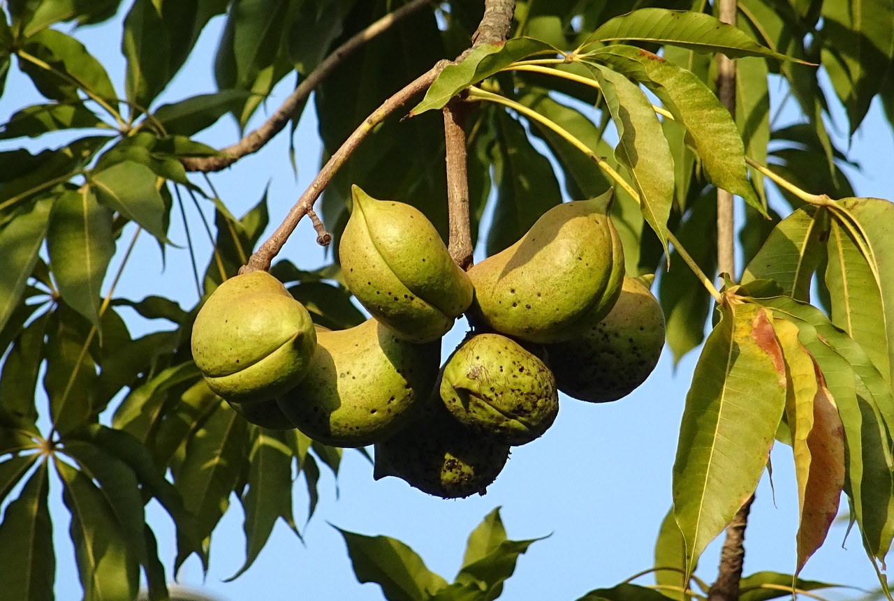 fruit seed pod sterculia foetida free photo