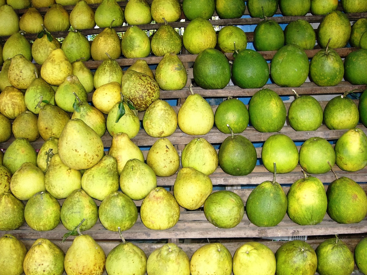 fruit trade pears free photo