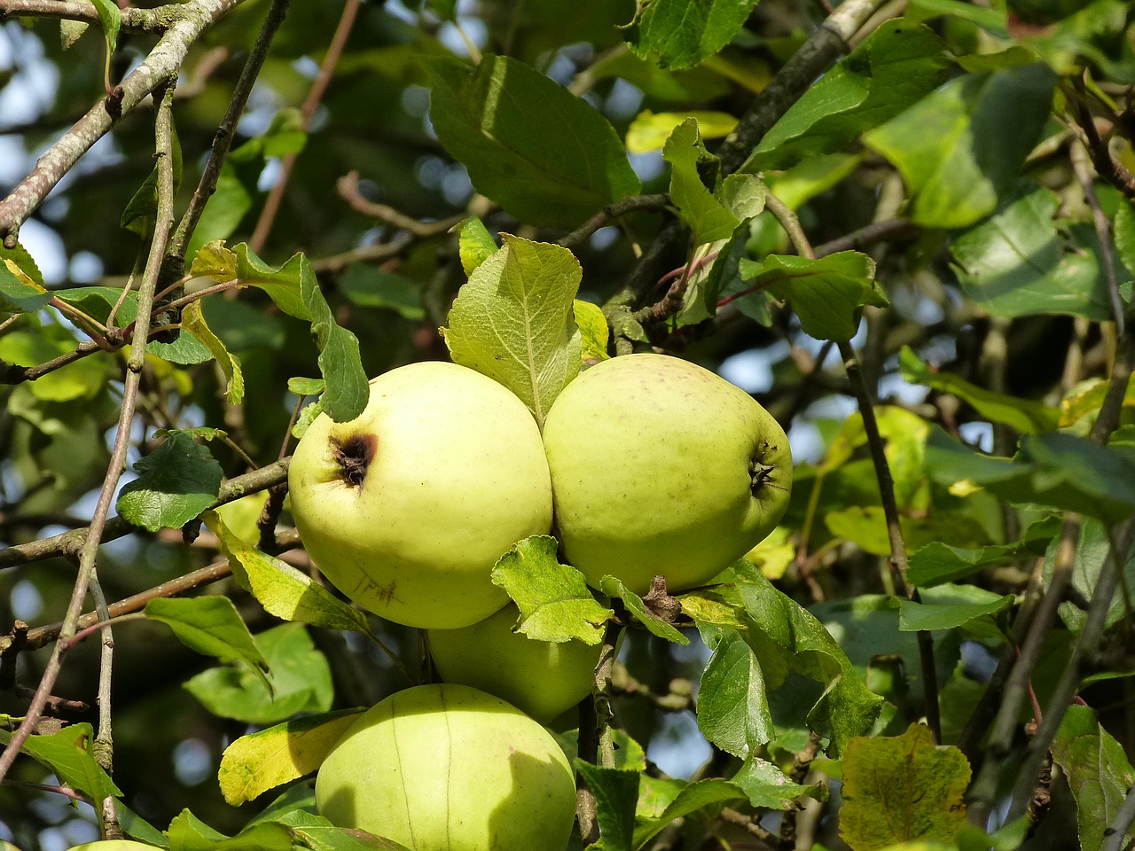 fruit autumn apple free photo