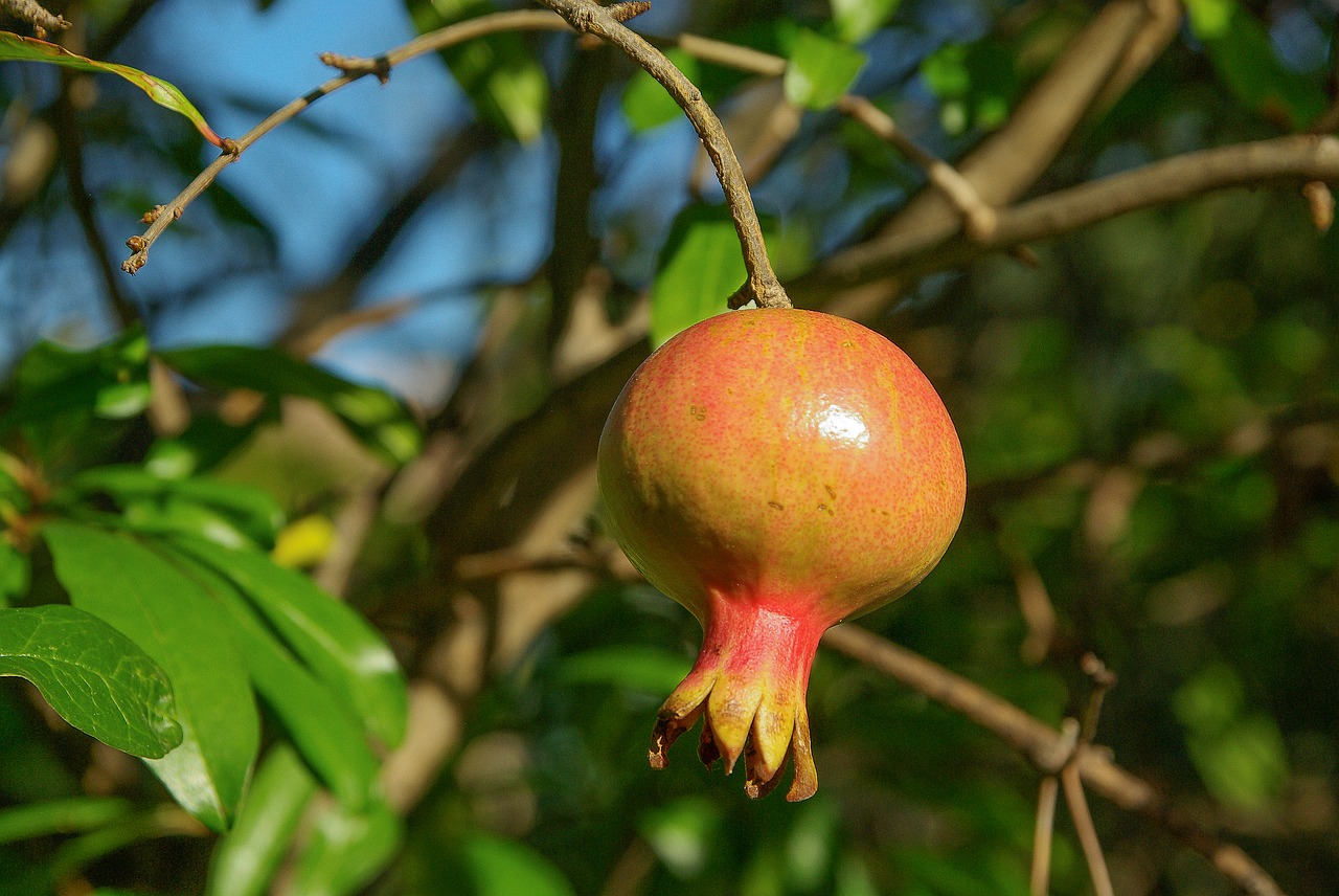 fruit grenade exotic fruit free photo