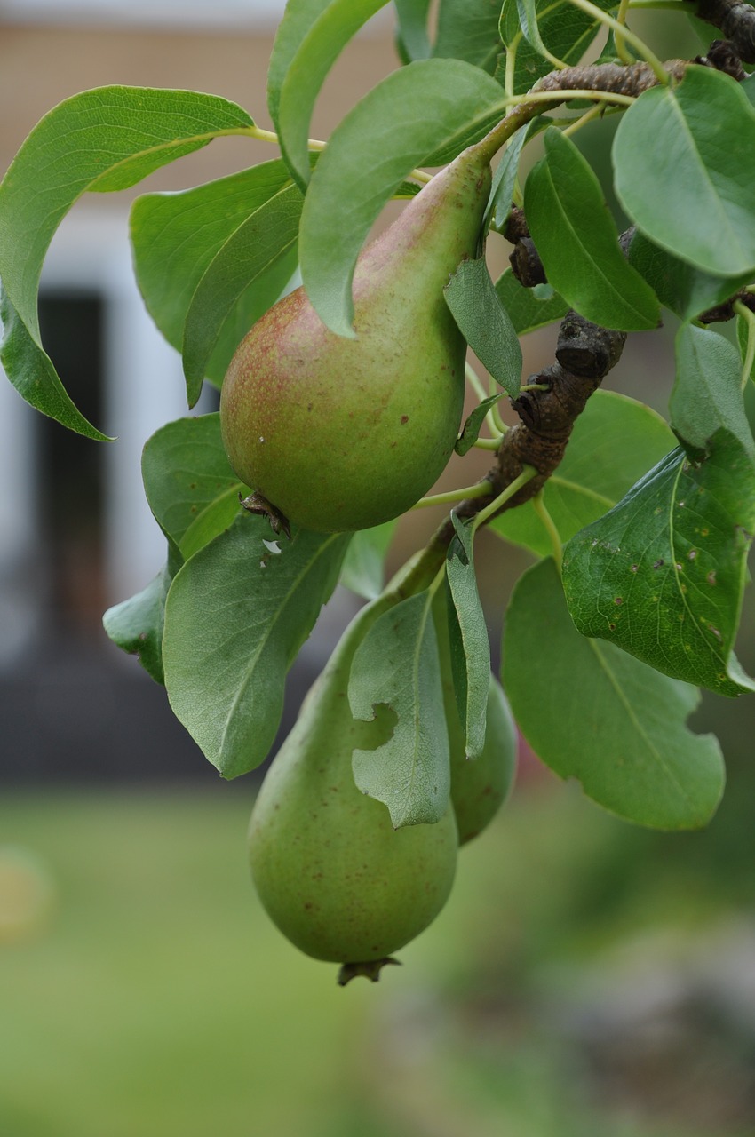 fruit pear green free photo