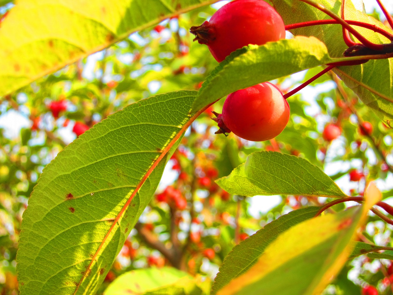 fruit the scenery green free photo