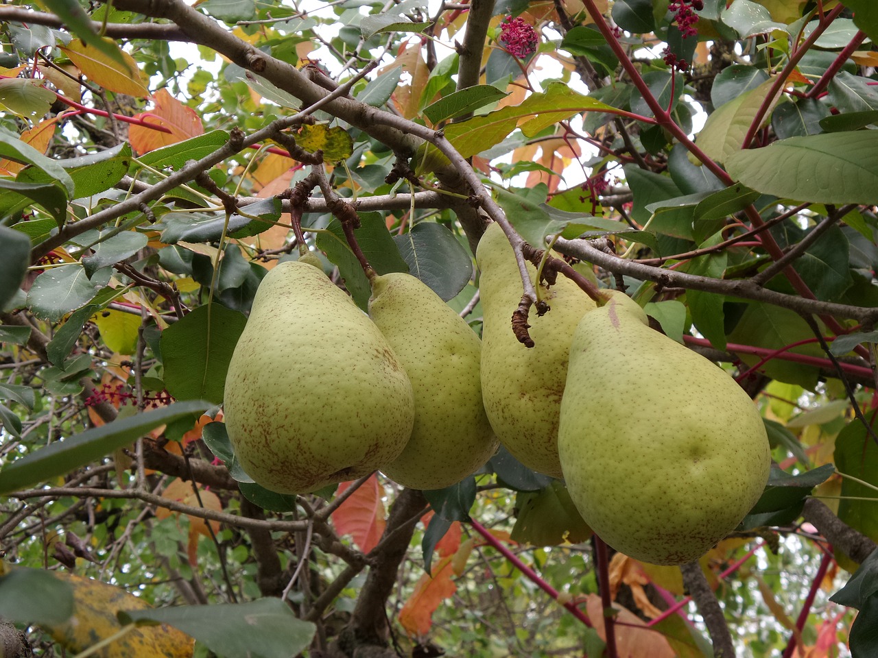 fruit pear autumn free photo