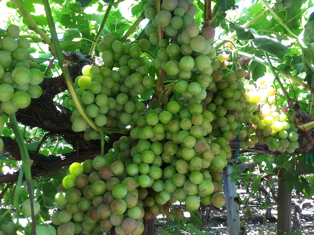 fruit grapes vine free photo