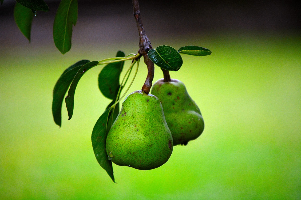 pear fruit green free photo