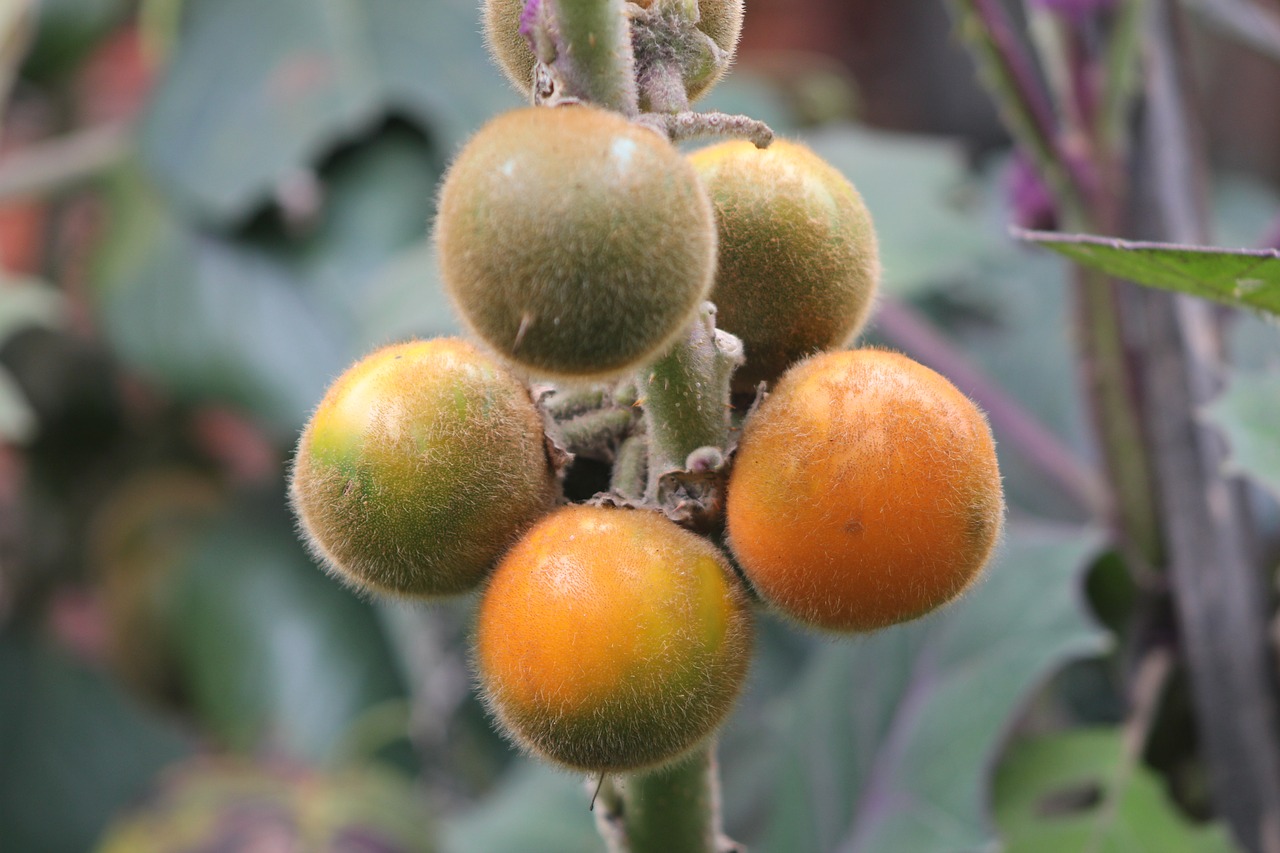 fruit nature vegetable free photo