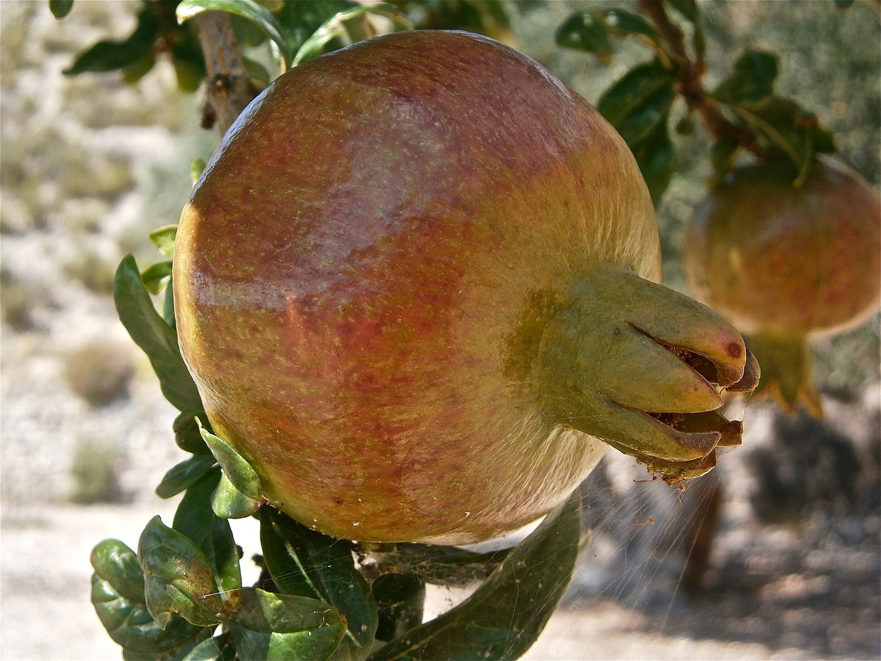 fruit granada tree free photo