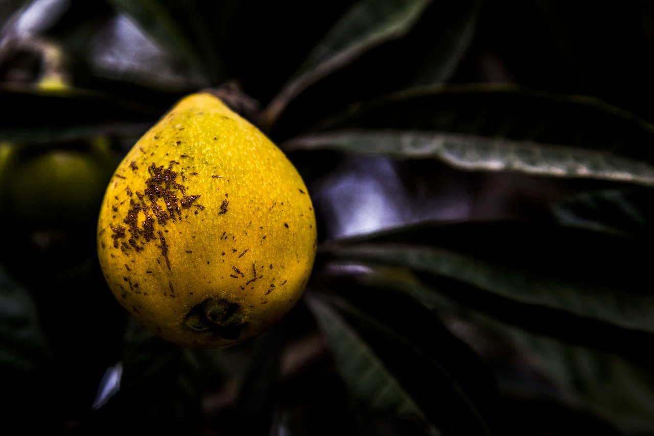 fruit plant blur free photo