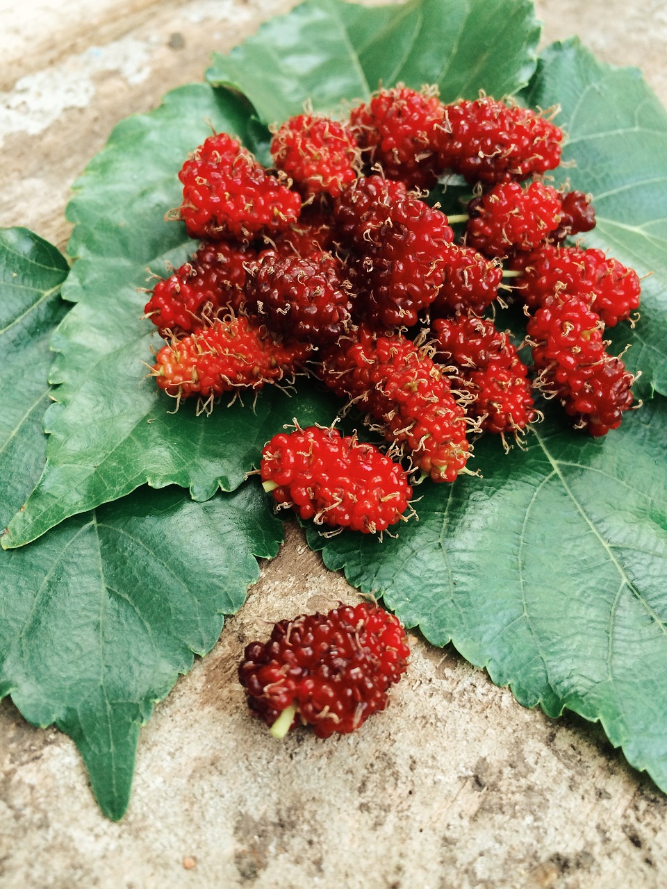 fruit leaf mulberries free photo