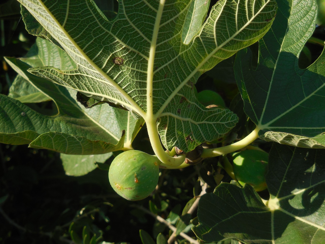 fruit fig cyprus free photo