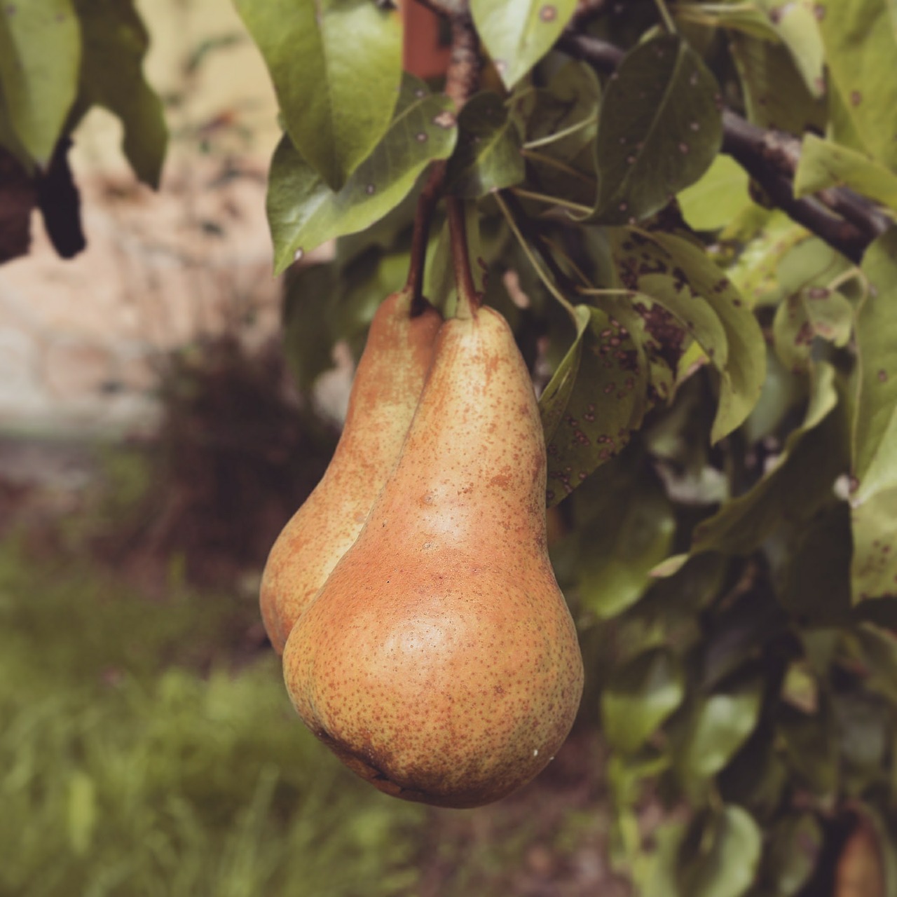 fruit garden pear free photo