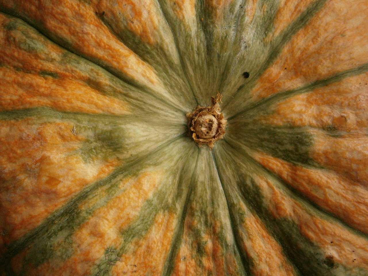 fruit pumpkin vegetable free photo