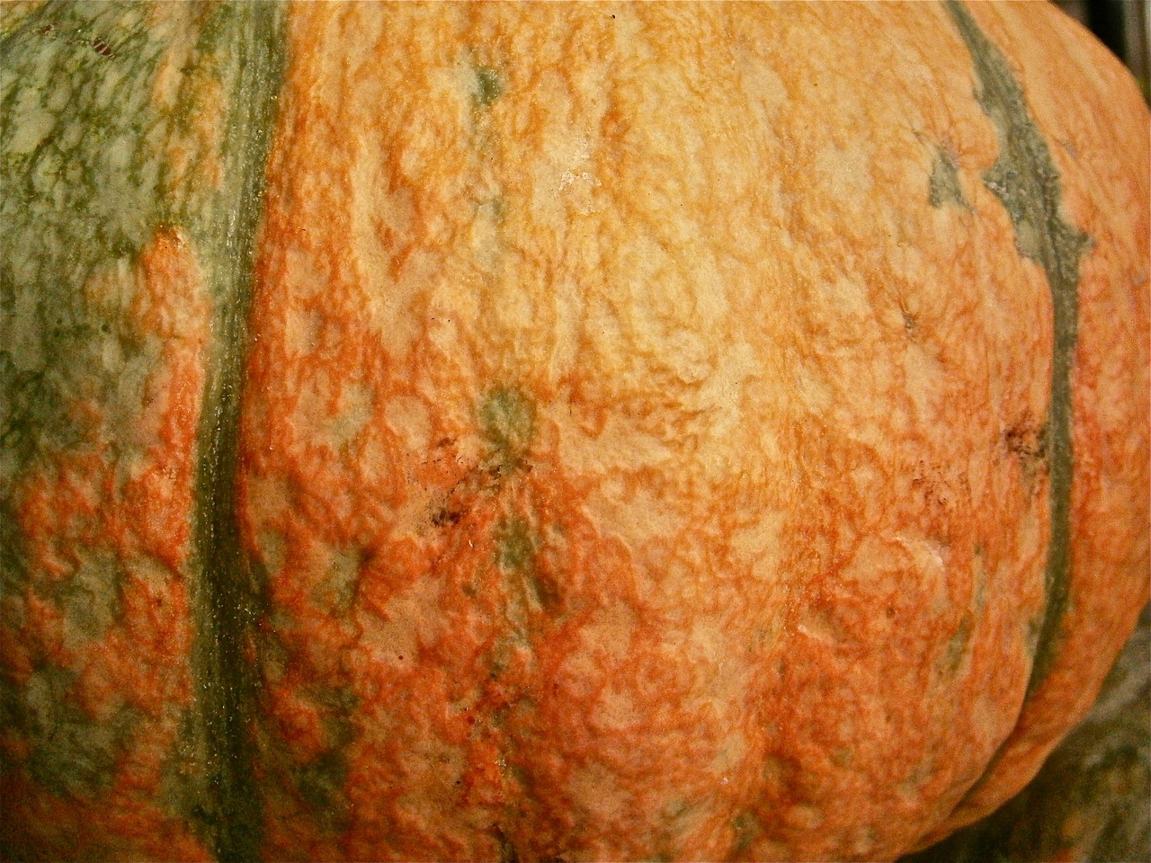 fruit pumpkin vegetable free photo