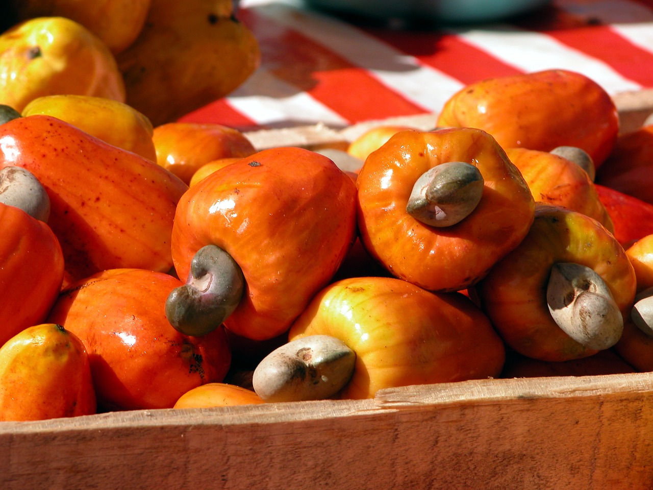 fruit cashew nuts brazil free photo