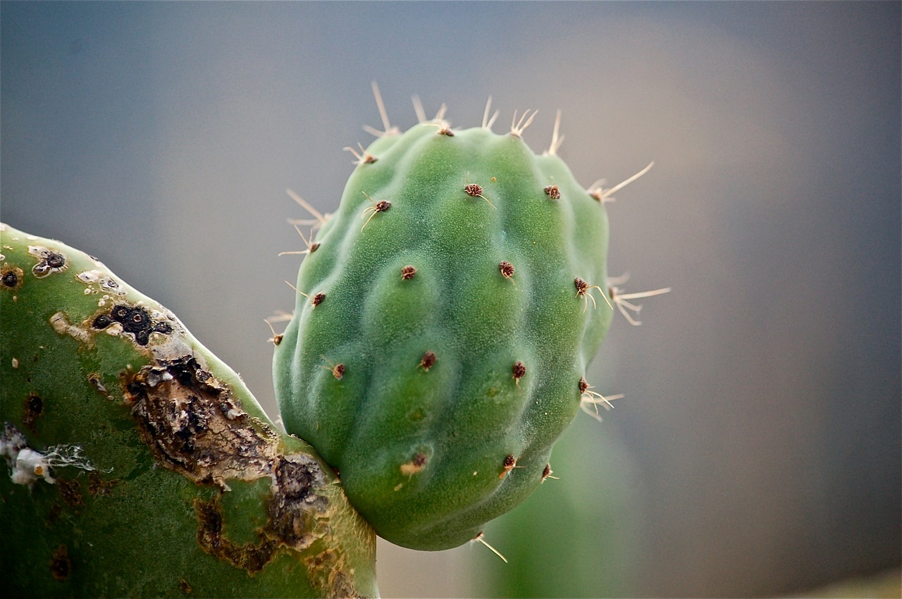 fruit prickly pear prickly pear cactus free photo