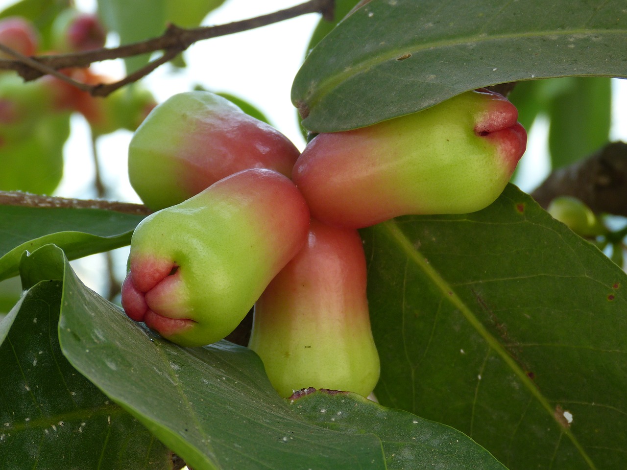 fruit tropics exotic free photo