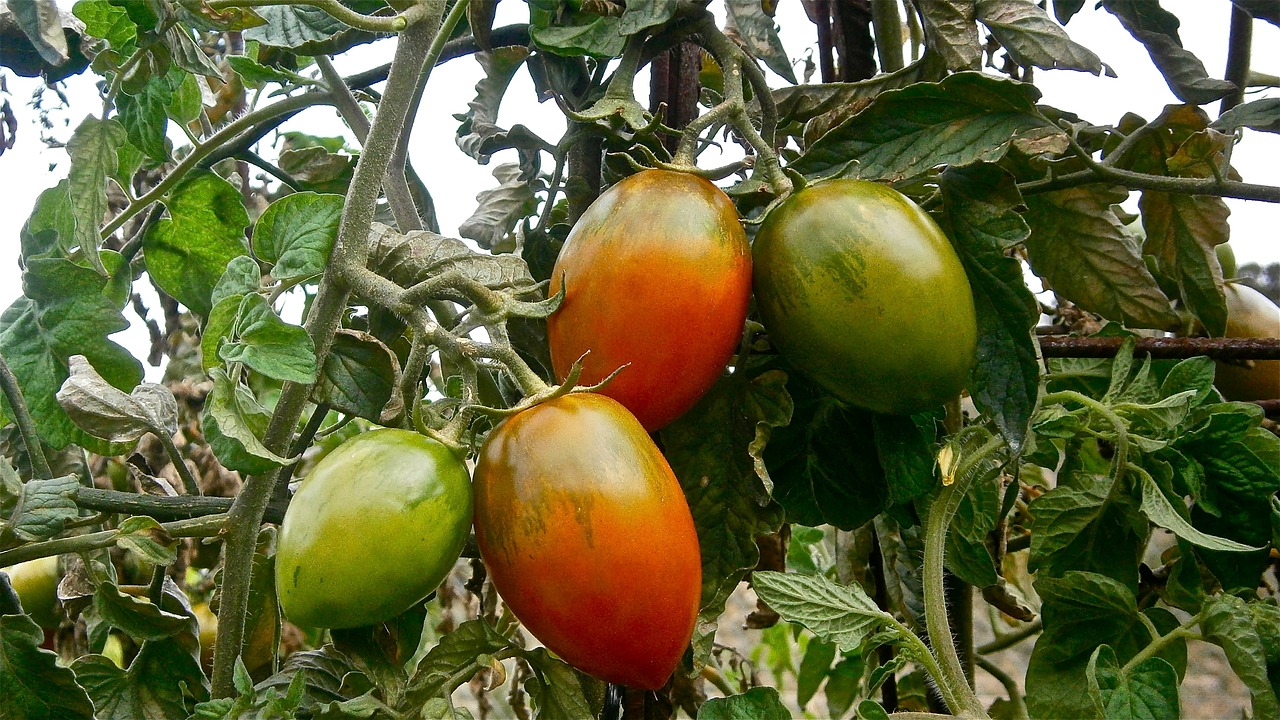 fruit tomato vegetable free photo