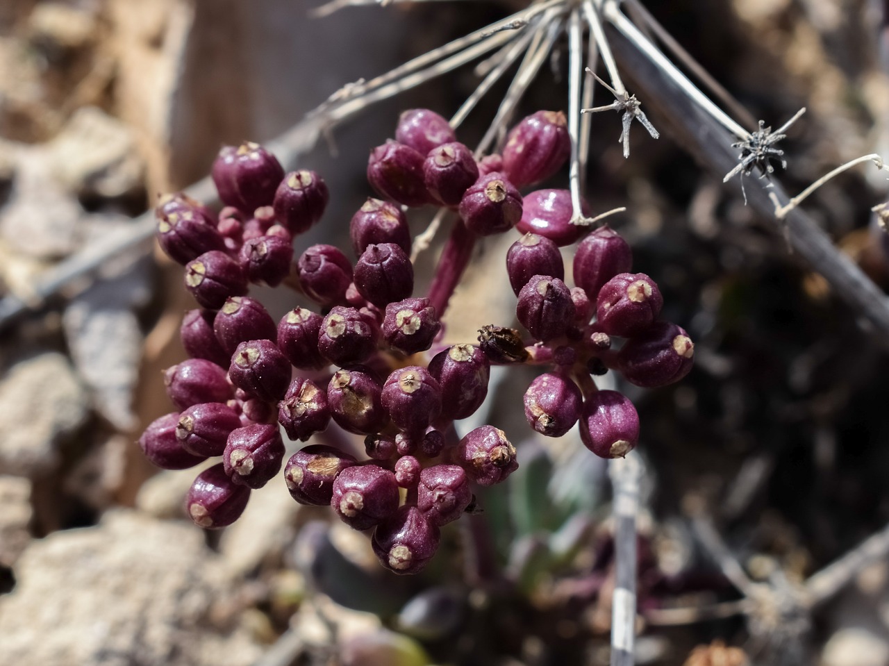 fruit purple plant free photo