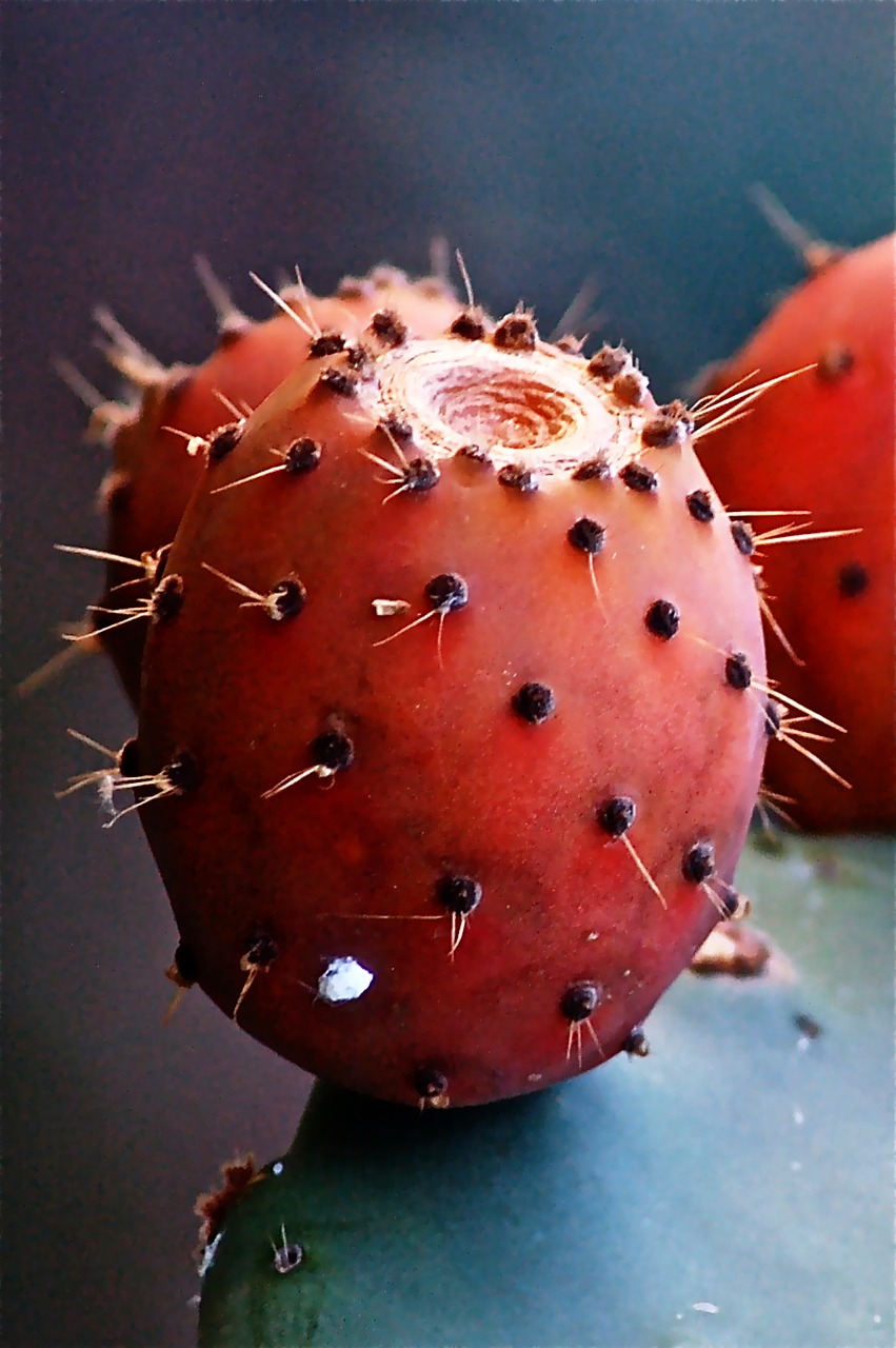 fruit cactus prickly pear cactus free photo