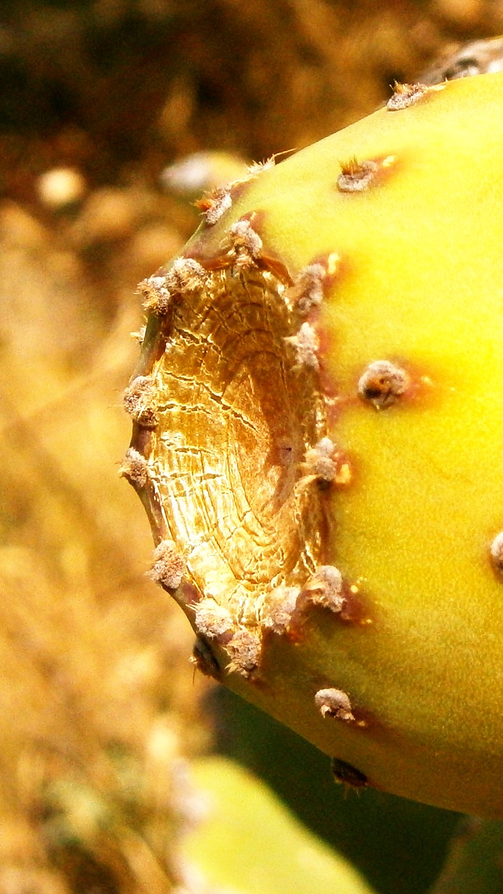 fruit cactus prickly pear cactus free photo