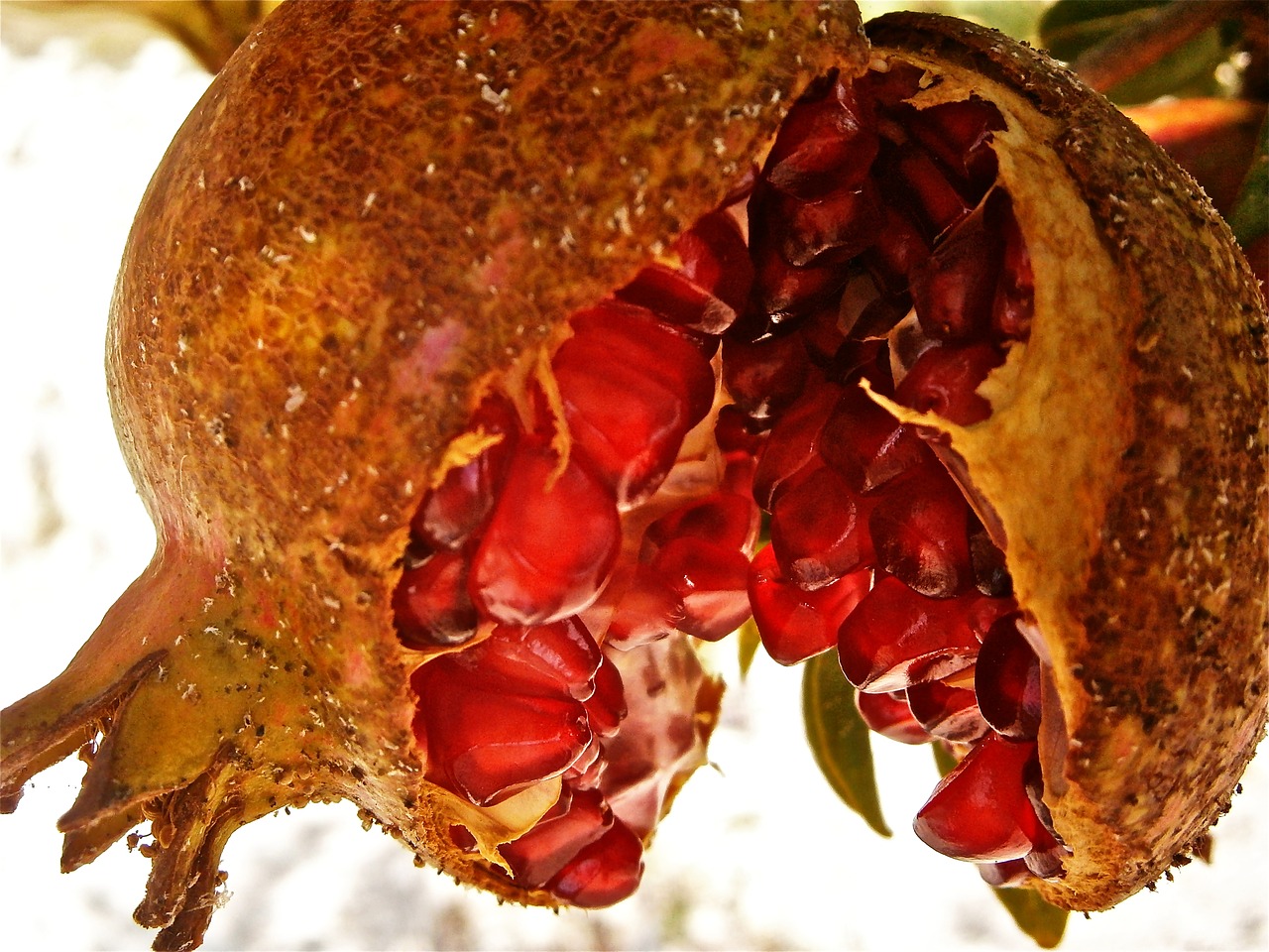 fruit granada tree free photo