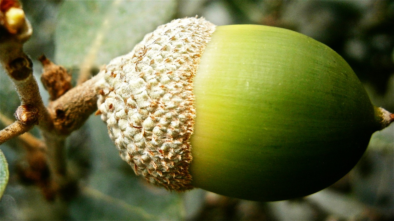 fruit acorn encina free photo