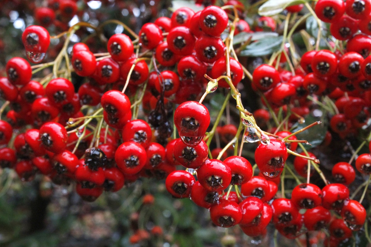 fruit red healthy free photo