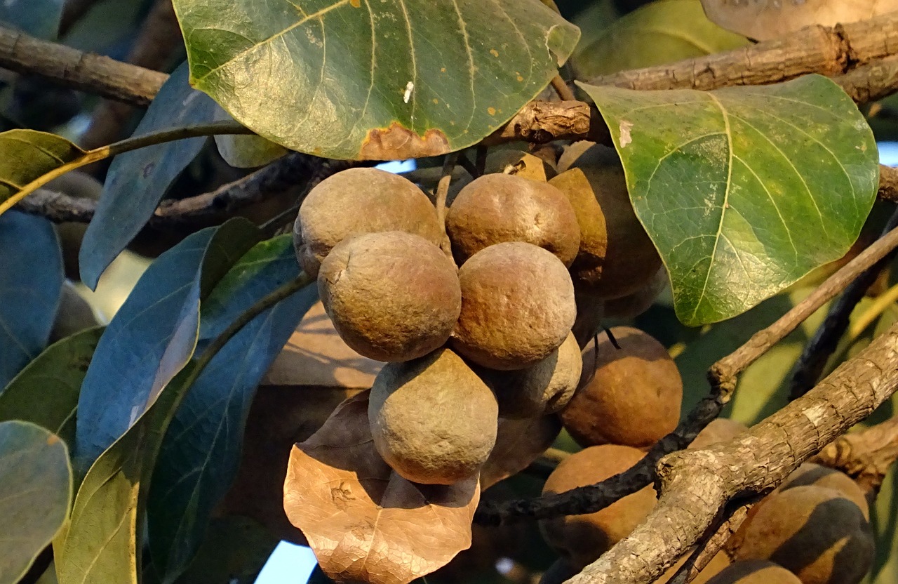 fruit nut dried free photo