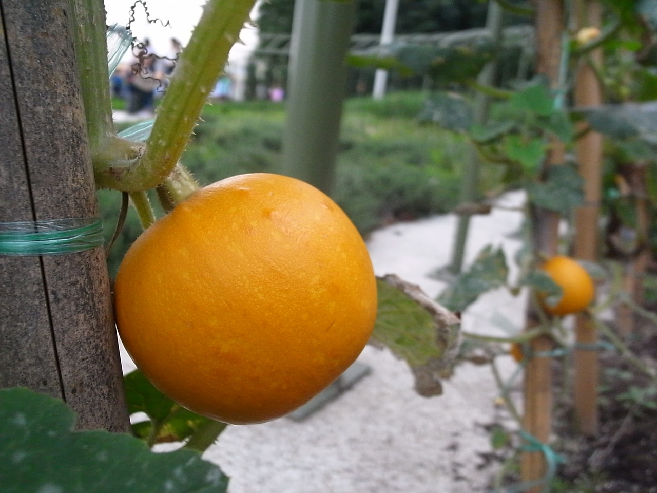 fruit plant pumpkin free photo