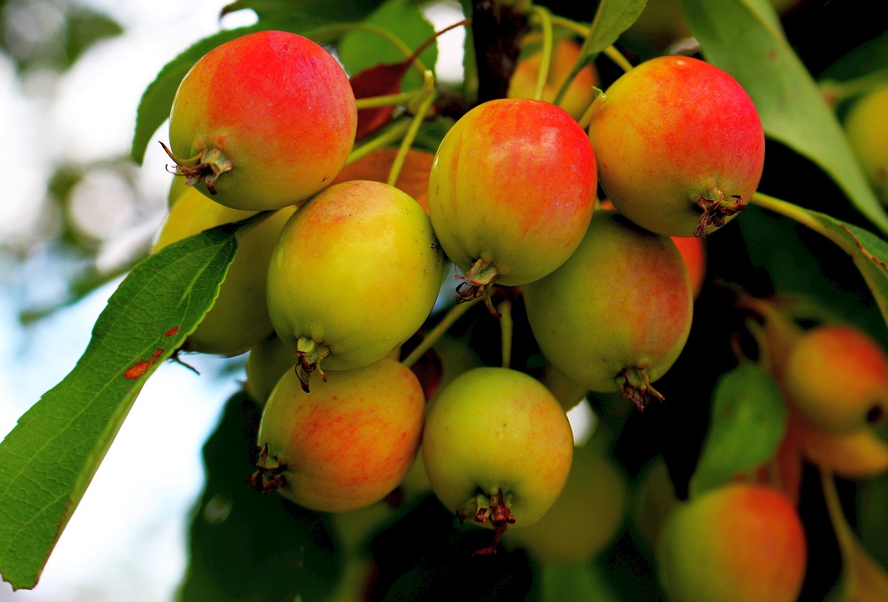 fruit apples apple free photo