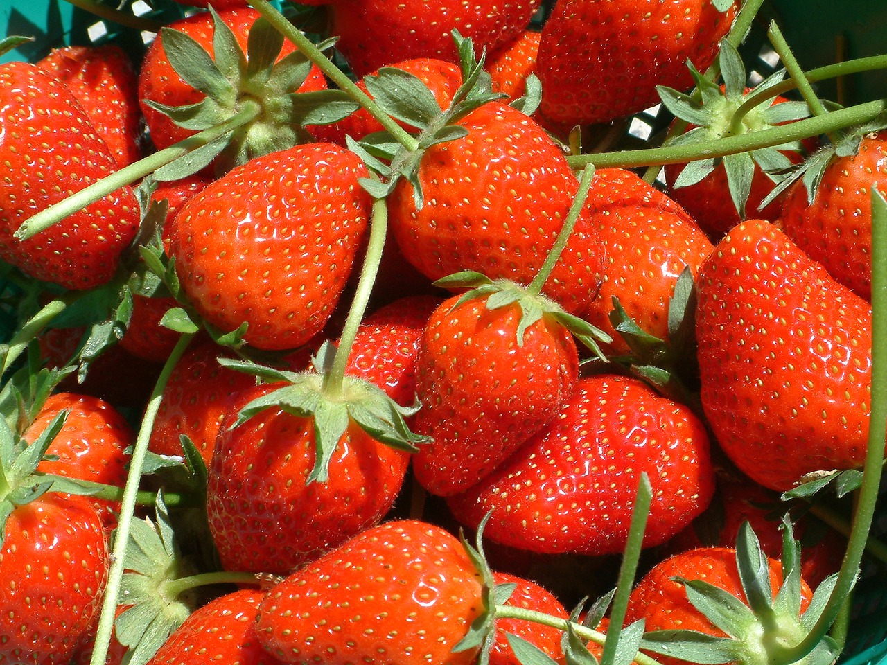 fruit strawberry red free photo