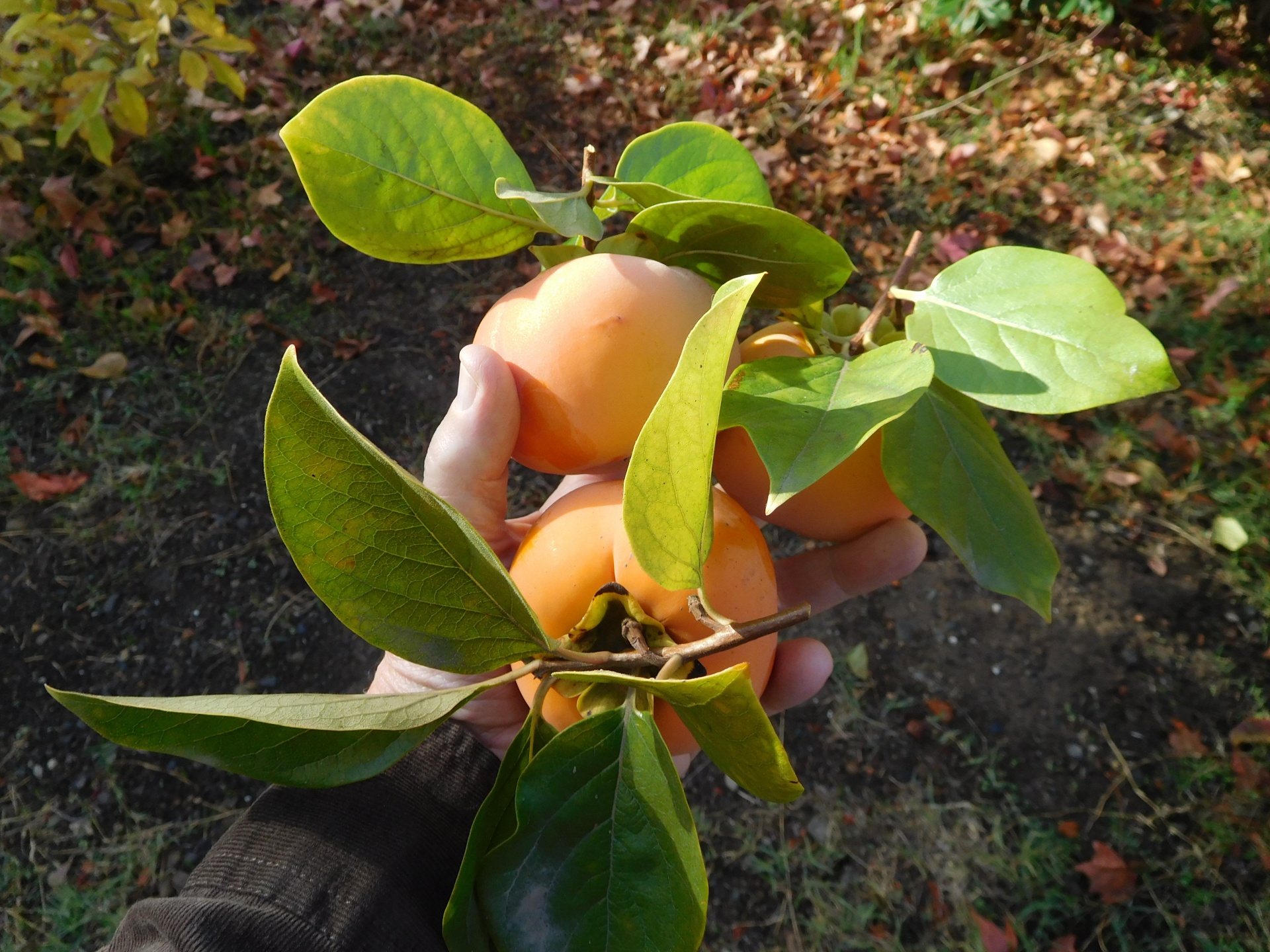 persimmons fruit leaves free photo