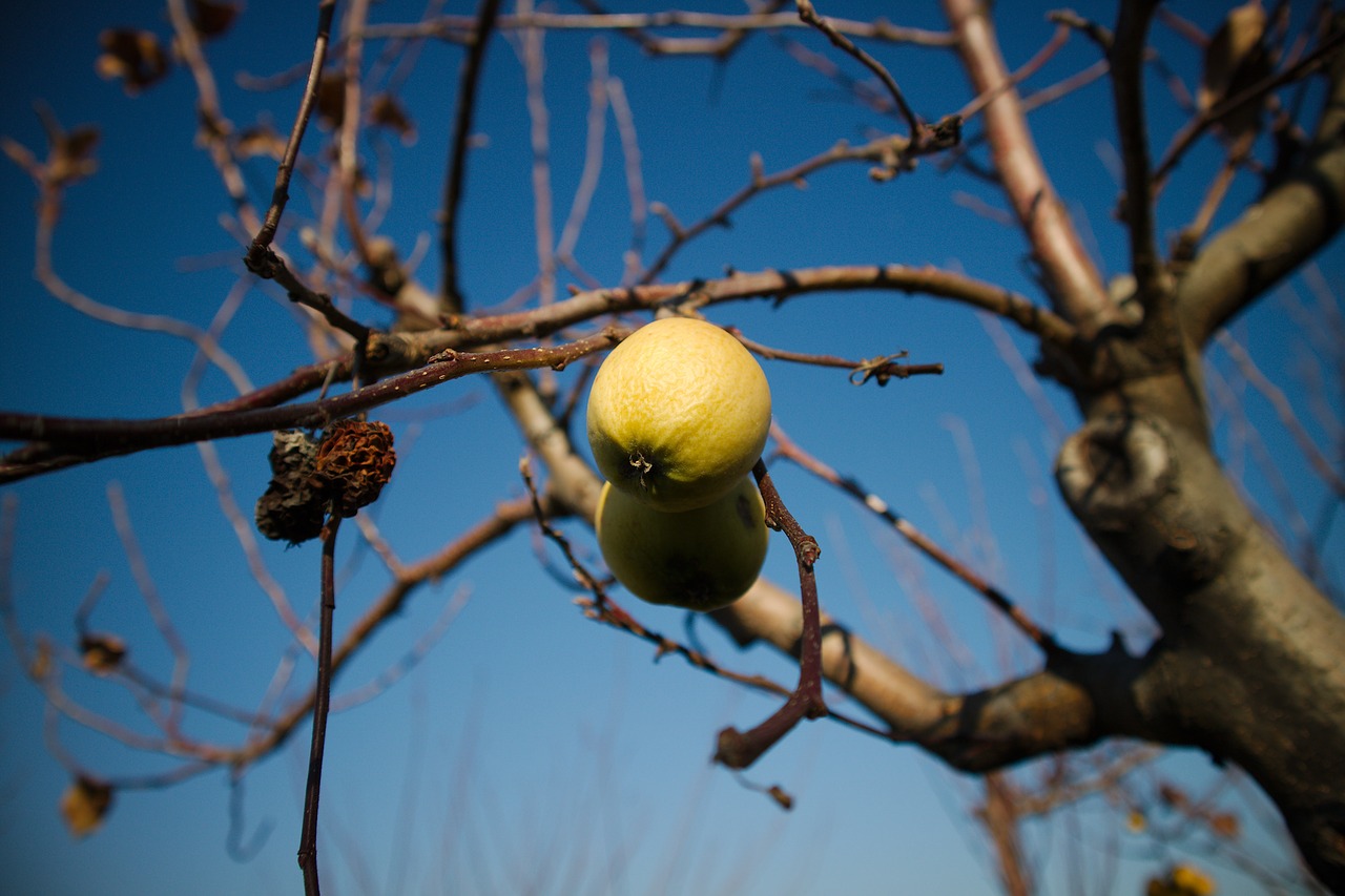 fruit autumn in the autumn free photo