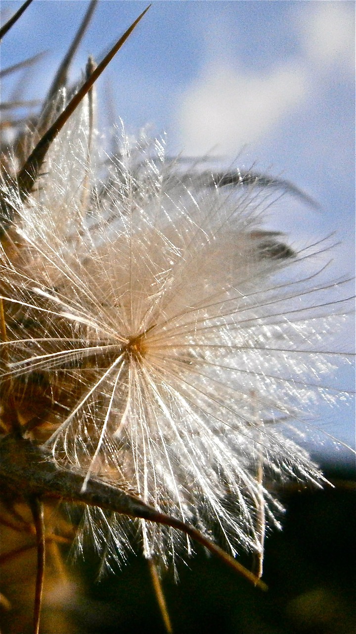 fruit seed thistle free photo