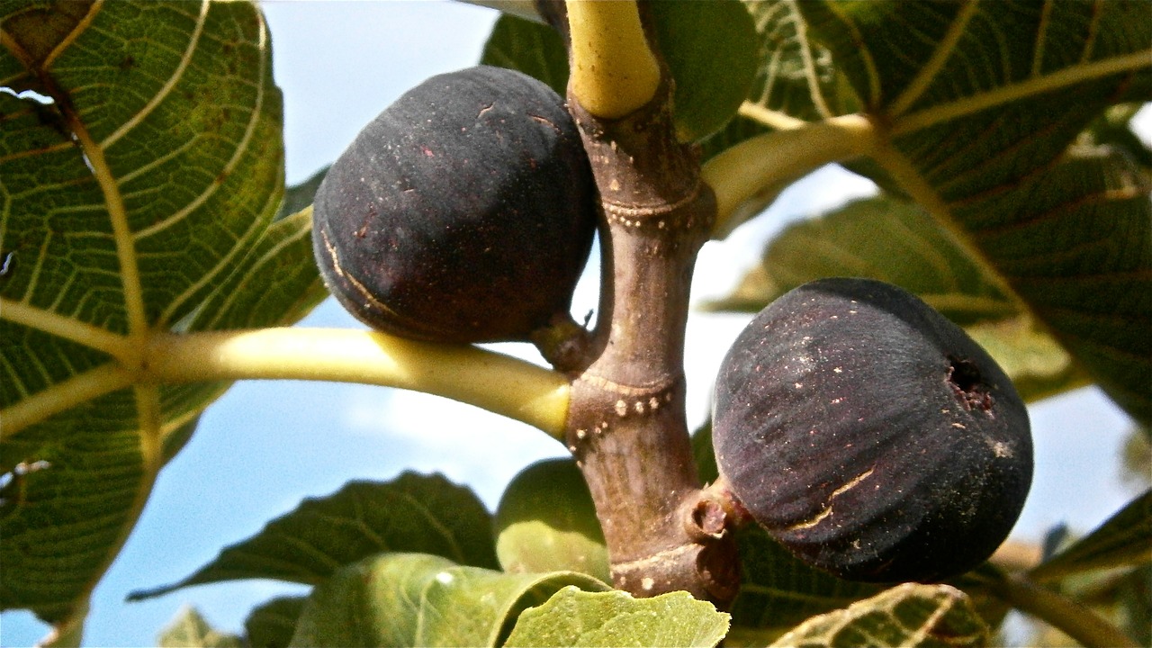 fruit figs higera free photo