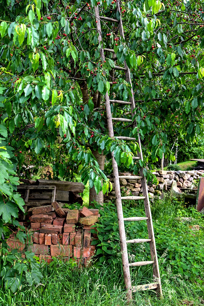 fruit cherry cherry harvest free photo