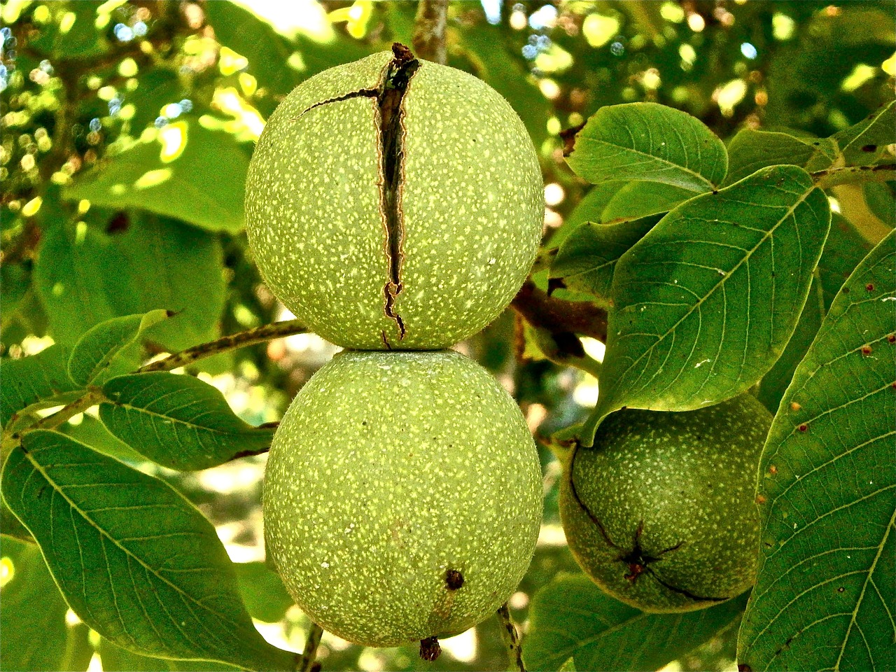 fruit nuts walnut free photo